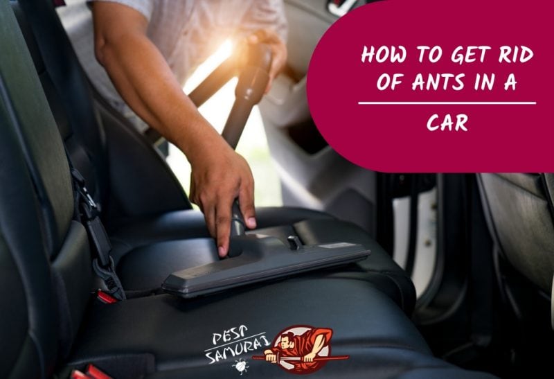 Ants in Car How to Get Rid of Ants in Car