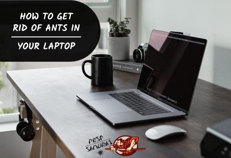 Ants in Laptop How to Get Rid of Ants in Your Laptop.