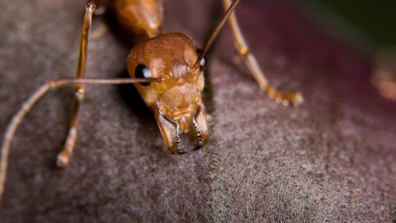 Appearance and Characteristics of Electric Ants