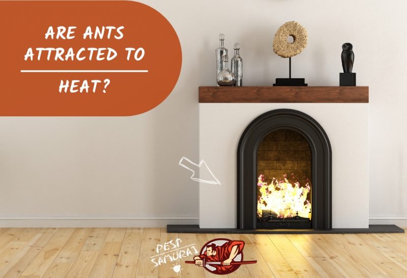 Are Ants Attracted to Heat