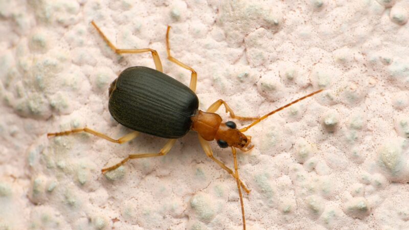 Bombardier Beetle