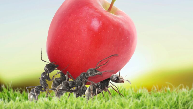 Do Ants Defend Themselves Against Danger