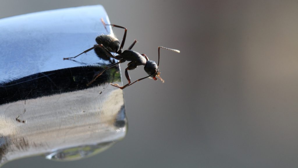 tiny ants in bathroom sink drain