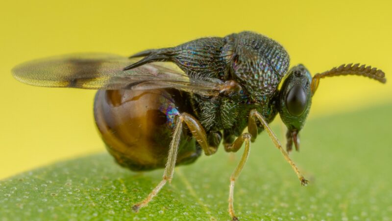 Eucharitid Wasps