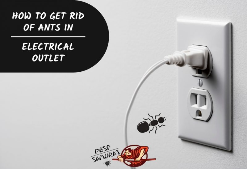 How To Get Rid Of Ants In Electrical Outlet A Complete Guide