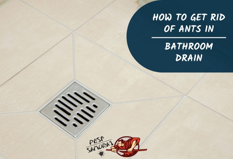 bathroom drain