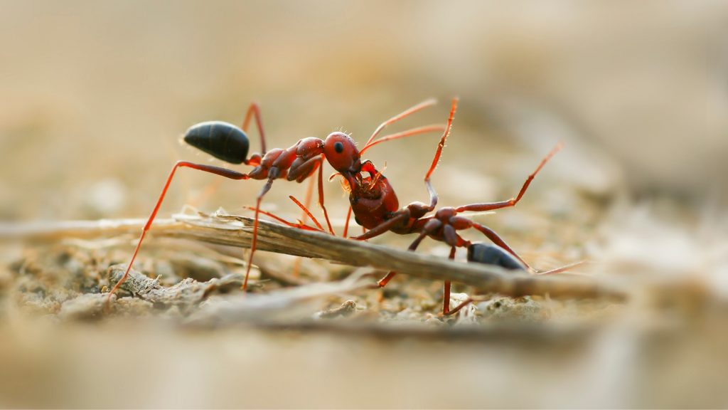 List of Chemicals for Ant Control