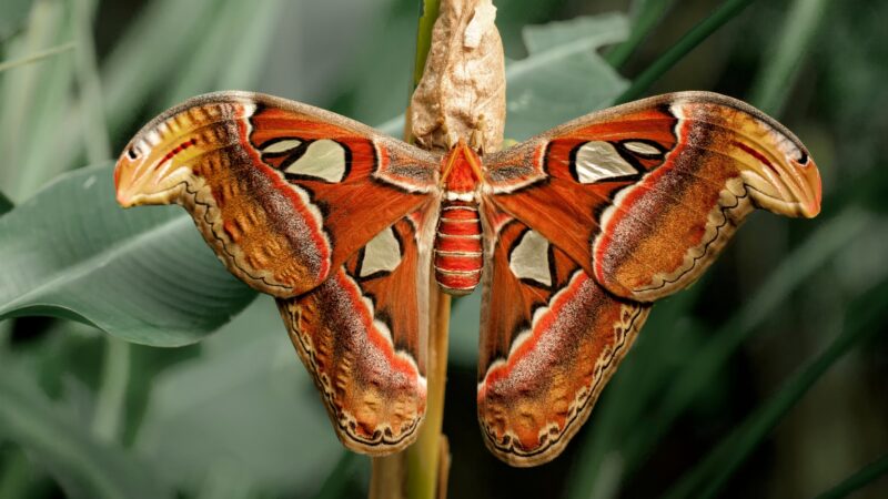 Moth Butterfly