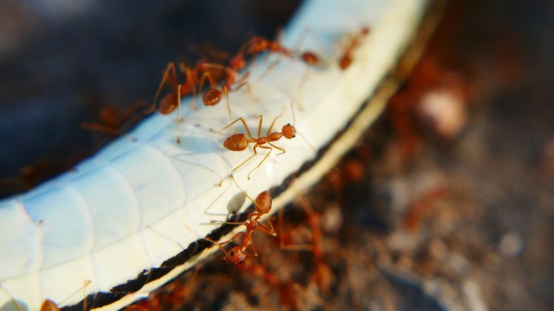 Outside Ant Pheromone Trails Prevention