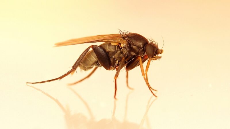 Phorid Flies