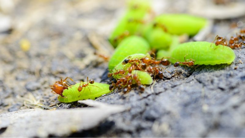 The Cons of Having Ants in Your Garden