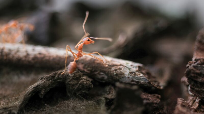 What are Electric Ants or Little Fire Ants