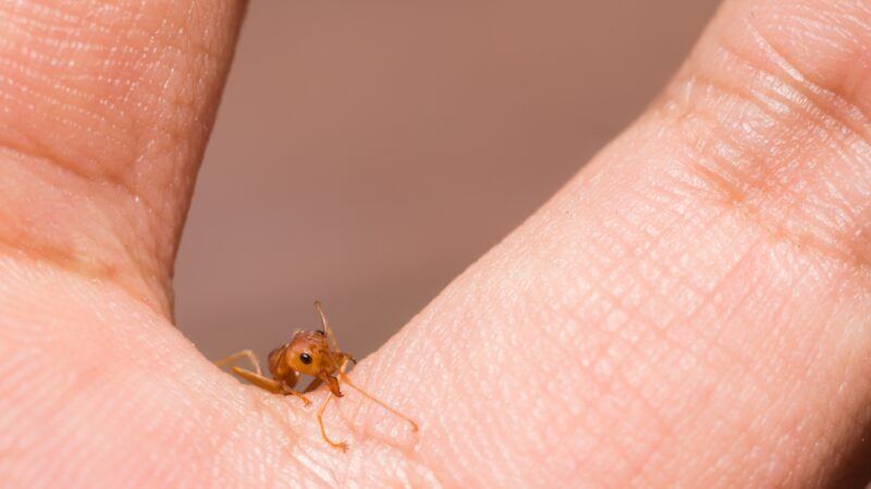 Are Piss Ant Bites Dangerous