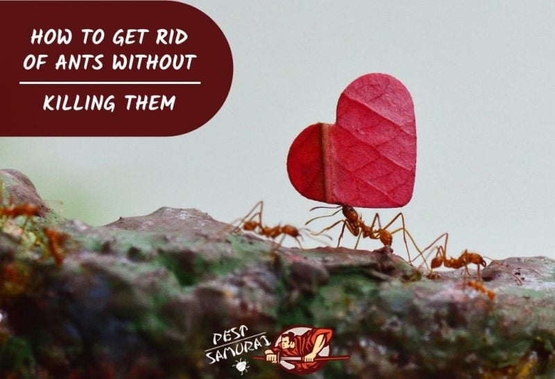 How to Get Rid of Ants Without Killing Them