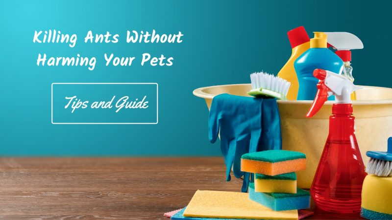 Killing Ants Without Harming Your Pets - Tips and Guide