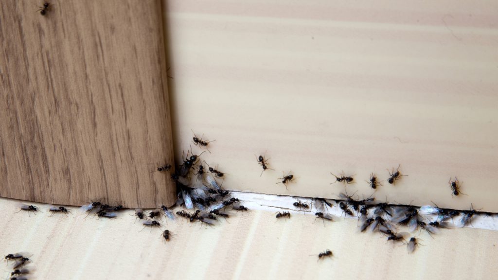 Ants In Kitchen How To Get Rid Of, How Do I Get Rid Of Ants In My Kitchen Cabinets