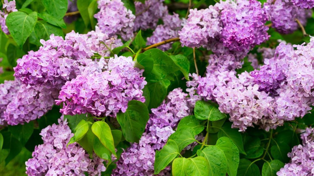 Do Lilacs Attract Ants
