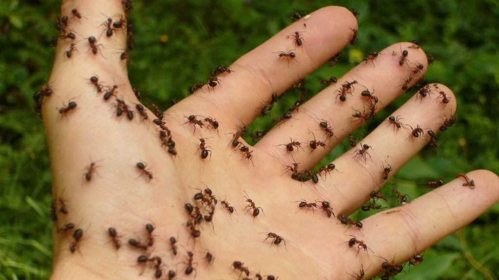 How to Attract Ants Intentionally