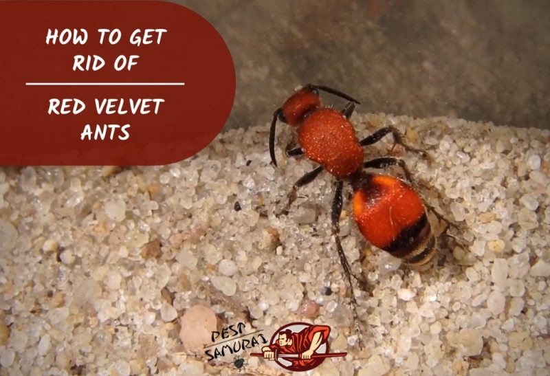 How to Get Rid of Red Velvet Ants