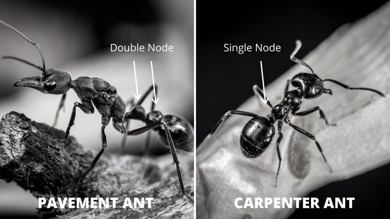 Pavement vs Carpenter Ants