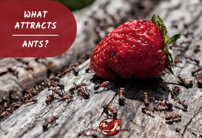What Attracts Ants Information and Facts