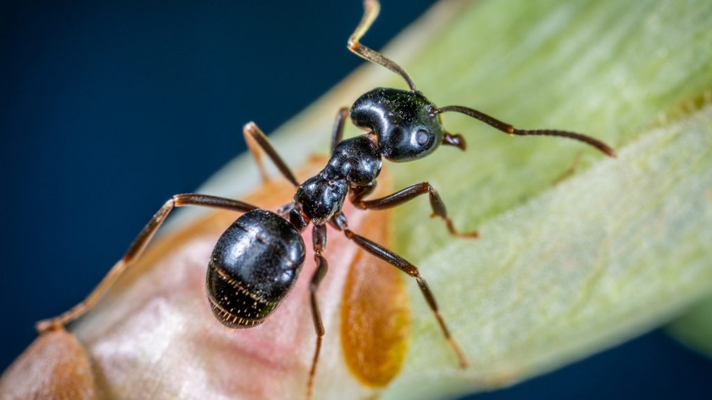 What Attracts Carpenter Ants