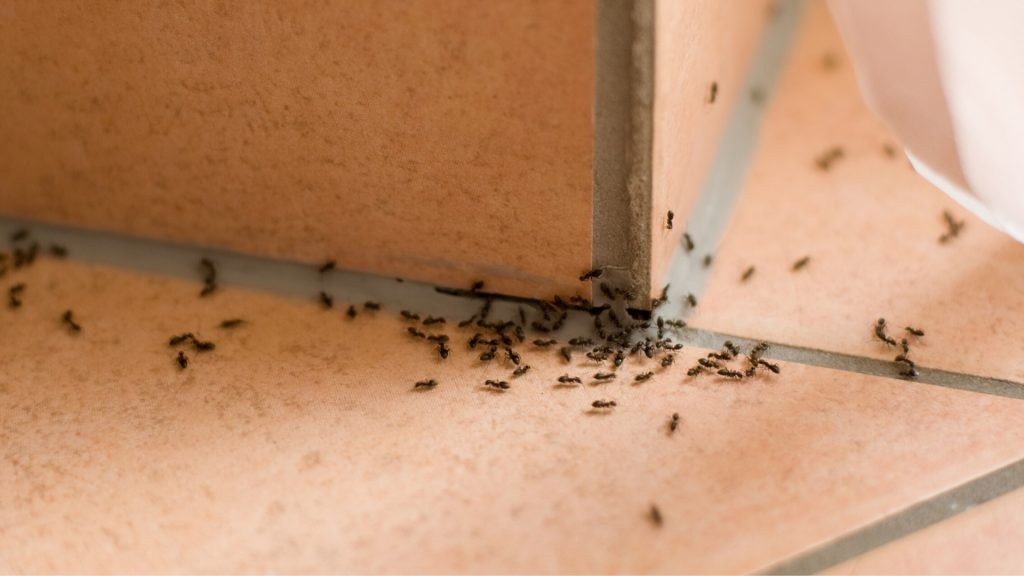 What Attracts Tiny Black Ants in the House