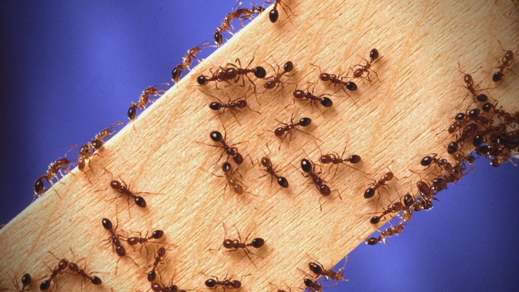 ants in firewood