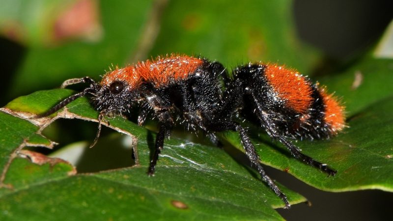 velvet cow killer ant