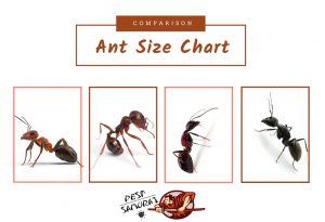 Ant Size Chart and Comparison