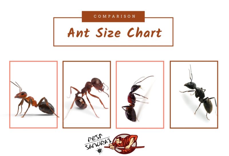 Ant Size Chart and Comparison | Information and Facts - Pest Samurai