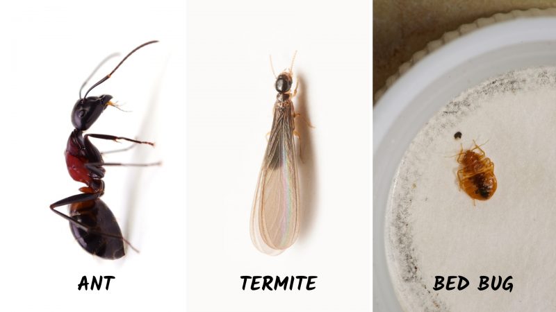 Ants Vs. Termite Size, Bed Bug Vs. Ant Size