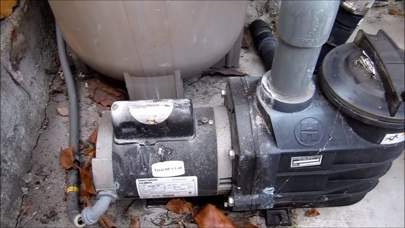 Ants in Pool Pump Motor