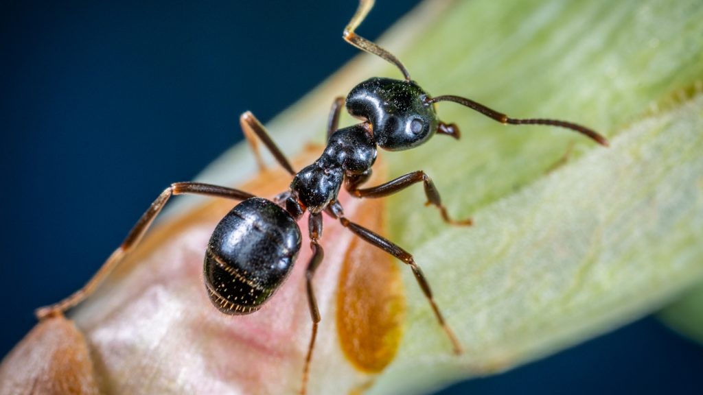 black ants all over my kitchen table