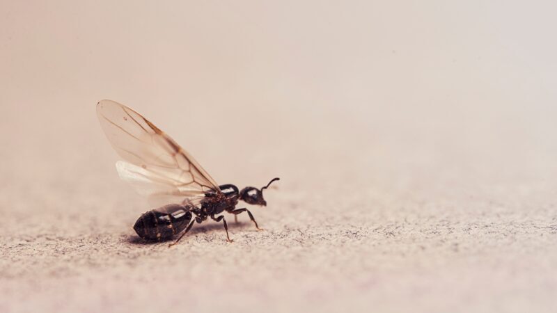 Are Flying Ants Bites Dangerous