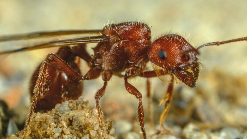 Are Harvester Ants Dangerous