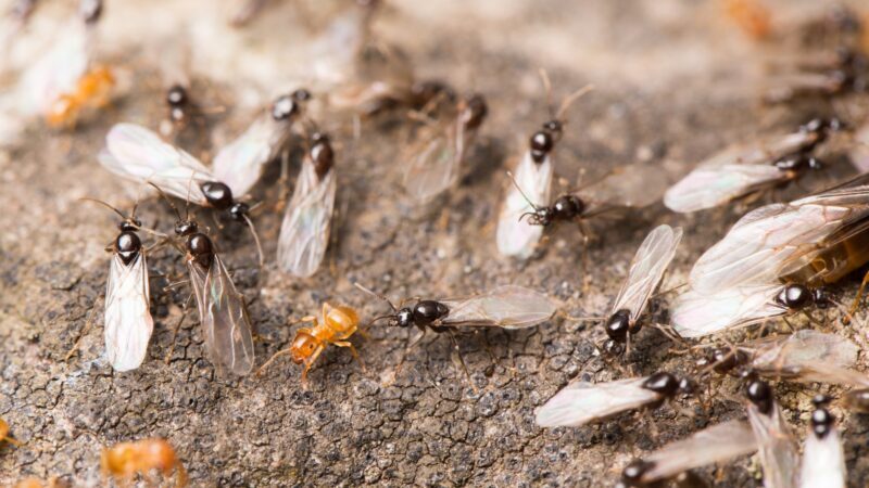 Are There More Flying Ants in Pool After Rain