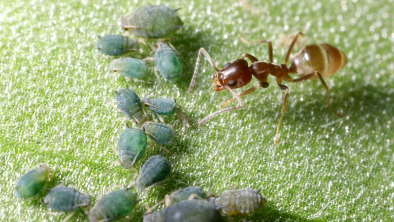 Argentine Ants Identification