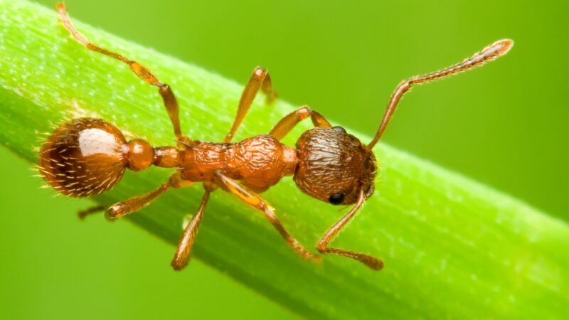 Average Ant Lifespan