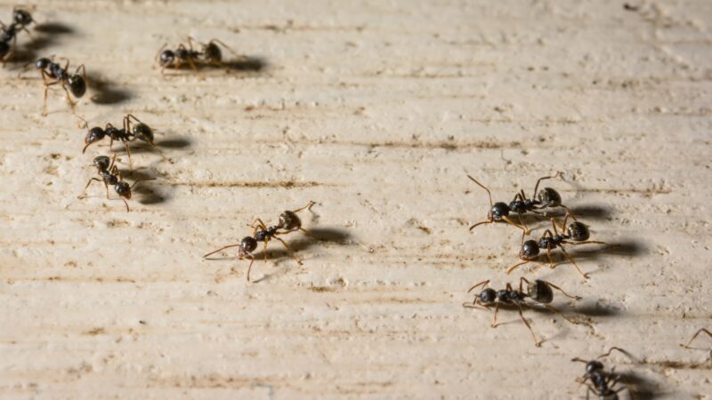 Black Ant Infestations in the House