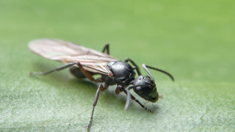 Black Ants With Wings