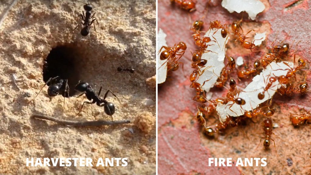 Diferença entre formigas colhedoras e formigas de fogo 