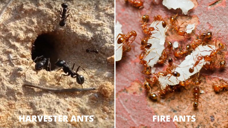 Difference Between Harvester Ants and Fire Ants
