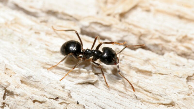 Different Types of Ants and How Long Do They Live