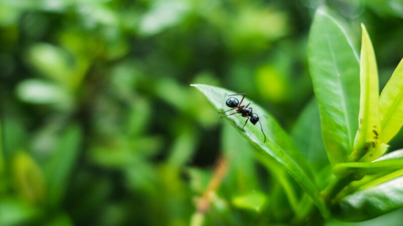 Home Remedies for Black Ants