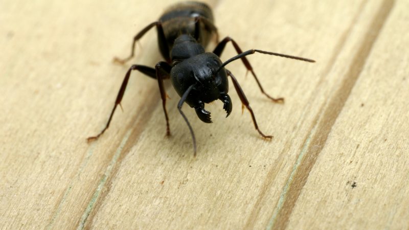 How Long Do Carpenter Ants Live