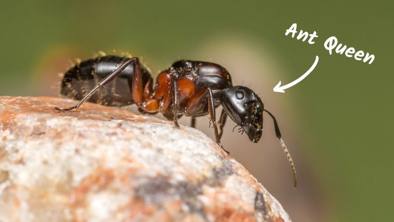 How Long Do Queen Ants Live