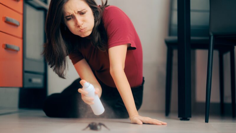 How to Choose the Right Ant Spray