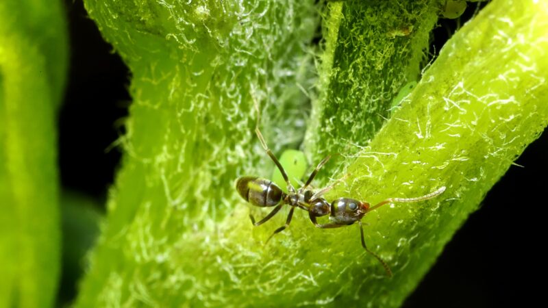 How to Get Rid of Argentine Ants Naturally