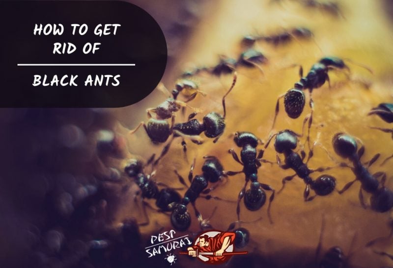 How To Get Rid Of Black Ants A Complete Guide Pest Samurai,Types Of Fabric Material